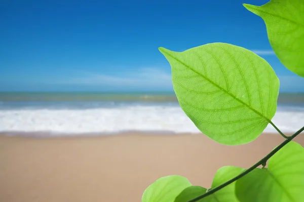 Groene blad op strand — Stockfoto