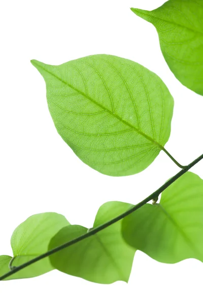 Beyaz arkaplanda yeşil yaprak izole edildi — Stok fotoğraf
