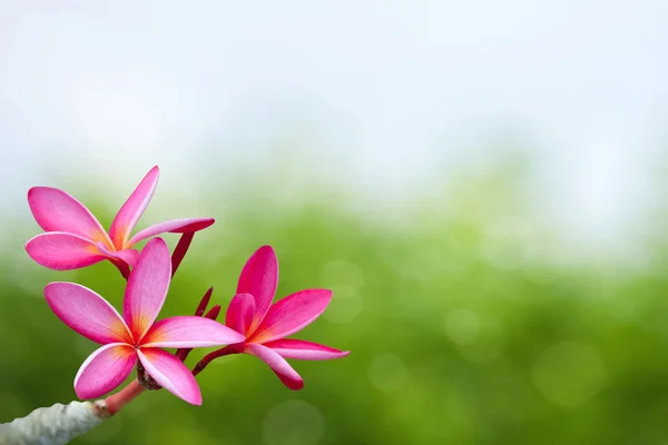 Plumeria květiny — Stock fotografie