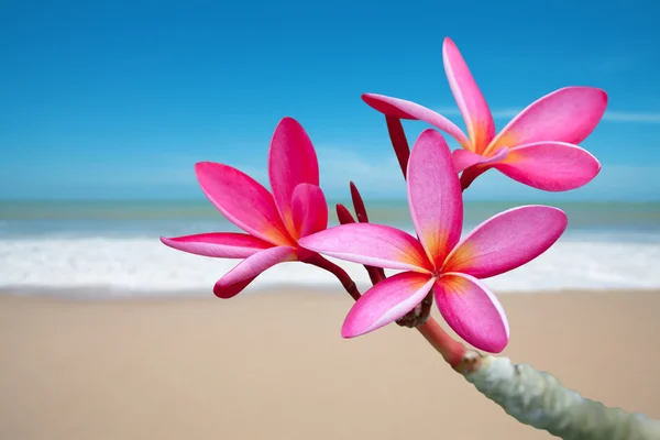 Plumeria flores en la playa — Foto de Stock