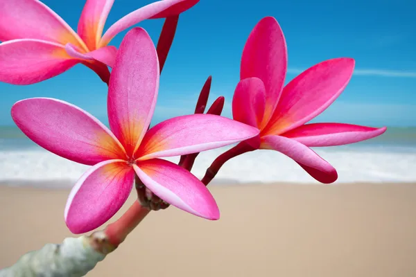 Plumeria flores na praia — Fotografia de Stock