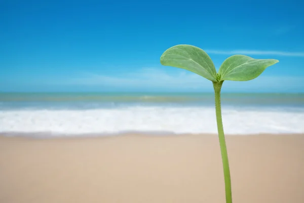 Tree seedling on beach — Stock Photo, Image