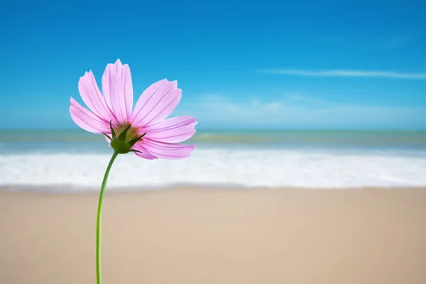Kosmos květina na pláži — Stock fotografie