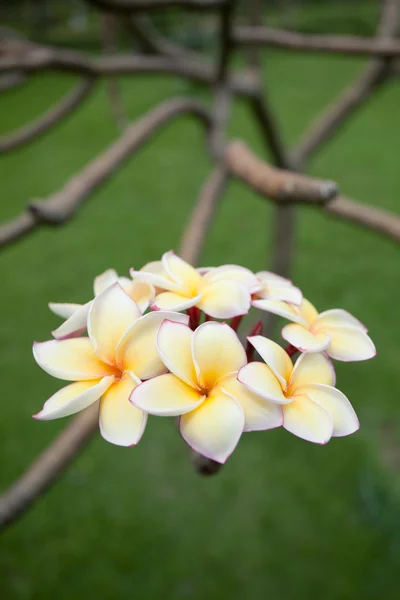 Plumeria bloemen — Stockfoto