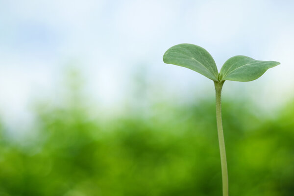 Tree seedling on spring background
