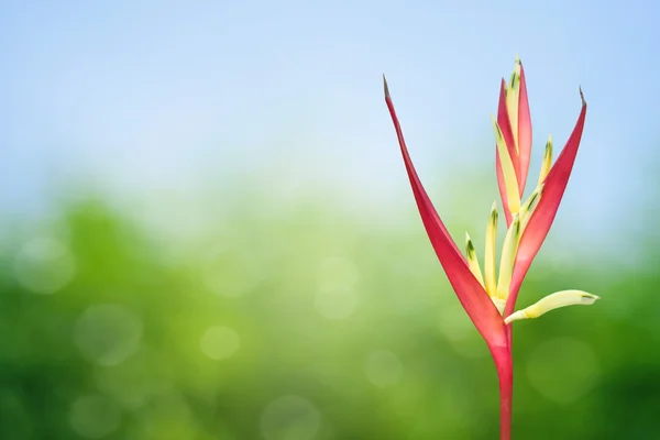 Heliconia tropicale — Foto Stock