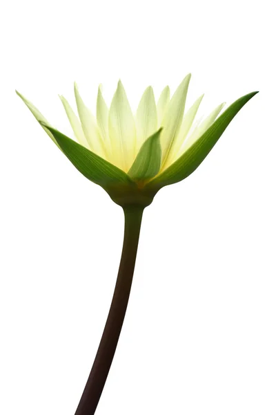 Lotus geïsoleerd op wit — Stockfoto