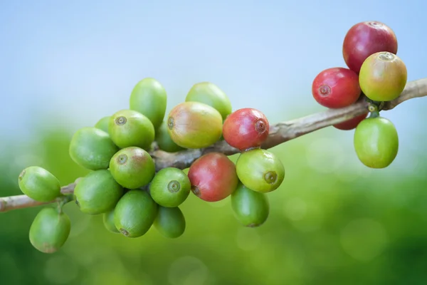 Kaffebönor växer — Stockfoto