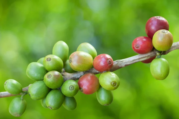 stock image Coffee beans growing