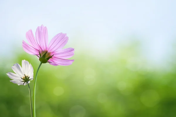 Cosmos flowers on spring background — Stock Photo, Image