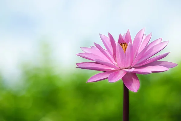 Lotus no fundo da primavera — Fotografia de Stock