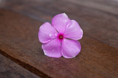 Purple periwinkle flower clipart