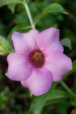 Pink allamanda flower