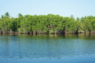 Mangrove Ormanı