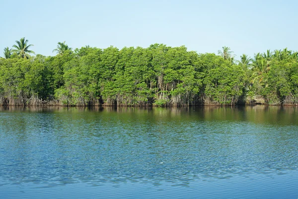 Mangrove-erdő — Stock Fotó