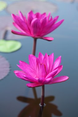 Blooming lotus flower clipart