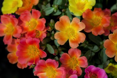 Portulaca çiçekler