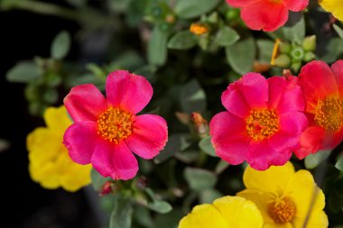 Portulaca çiçekler