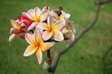 Plumeria çiçekler