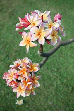 Plumeria çiçekler