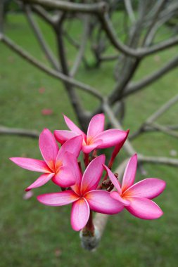 Plumeria çiçekler