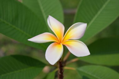 Plumeria çiçekler