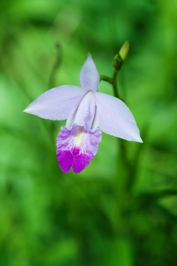 Arundina Gramitofolia