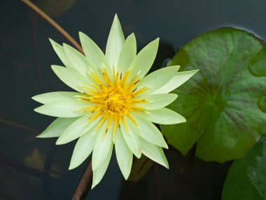 Sarı lotus