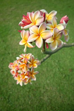 Sarı plumeria çiçekler