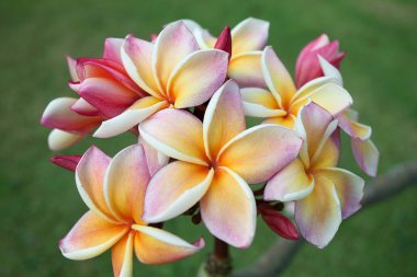 Sarı plumeria çiçekler