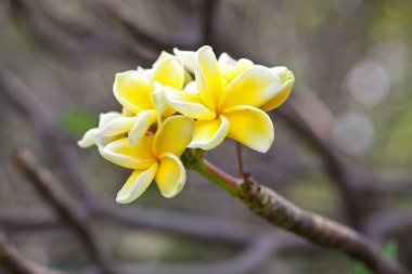 Sarı plumeria çiçekler