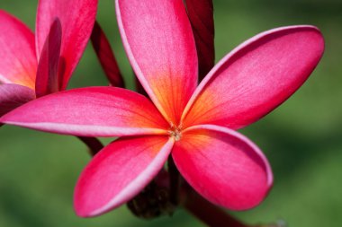 Plumeria flowers clipart