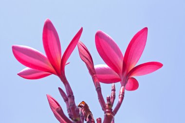 Plumeria çiçekler