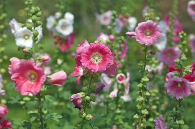 pembe hibiscus çiçek