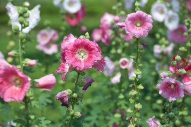 pembe hibiscus çiçek