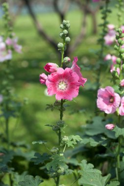 pembe hibiscus çiçek