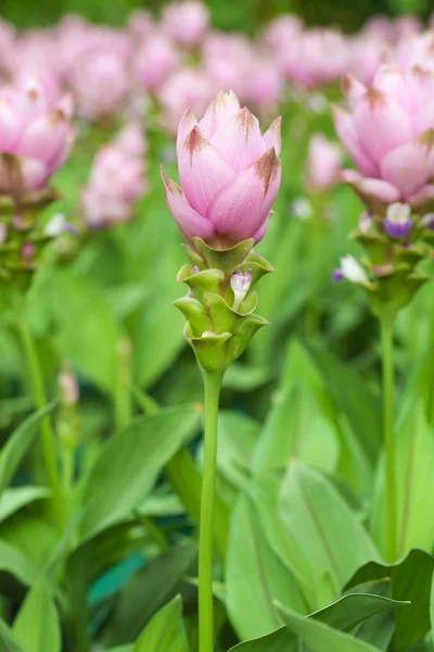 サイアムチューリップの花 — ストック写真