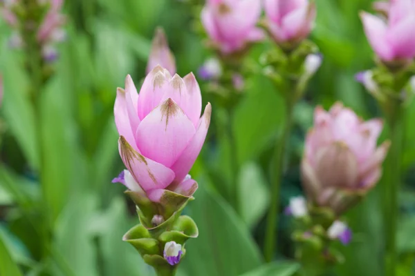 Tulipán siam —  Fotos de Stock