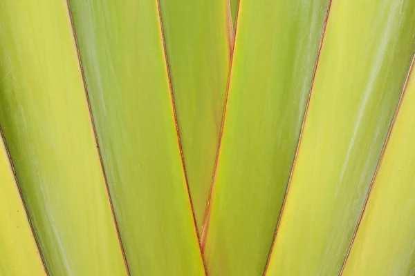 Detail cestovatelský Palm — Stock fotografie
