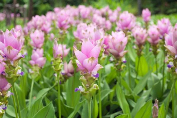 Siam tulip flower — Stock Photo, Image