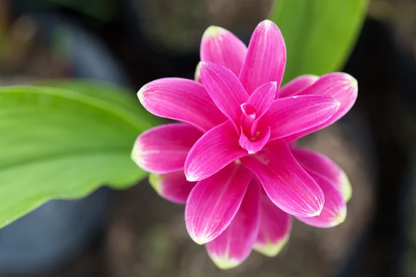 Siam Tulip — Stock Photo, Image
