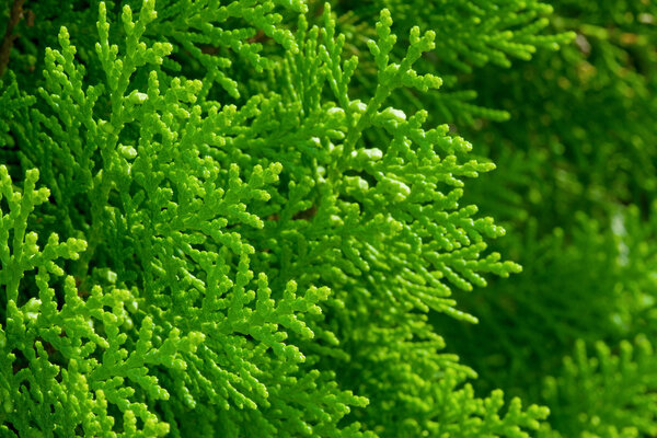 Американские арбовиты (кипарисовое дерево
)