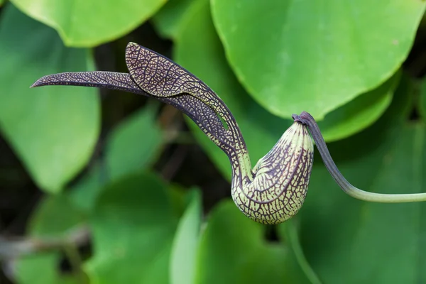 ペリカンの花 — ストック写真