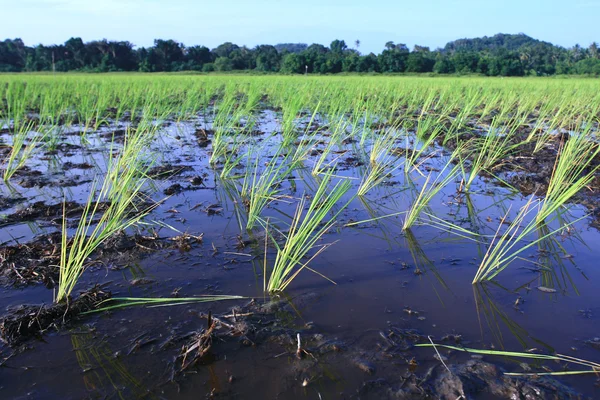 Rice plants — Stock Photo, Image