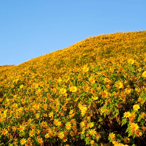 Stock image Sunflowers