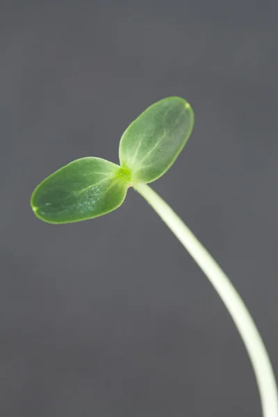 Arbuz sadzonka — Zdjęcie stockowe