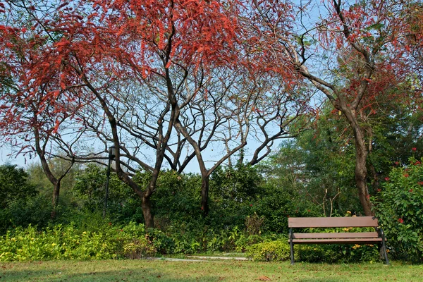 Πάρκο με δέντρο κόκκινο λουλούδι — Φωτογραφία Αρχείου