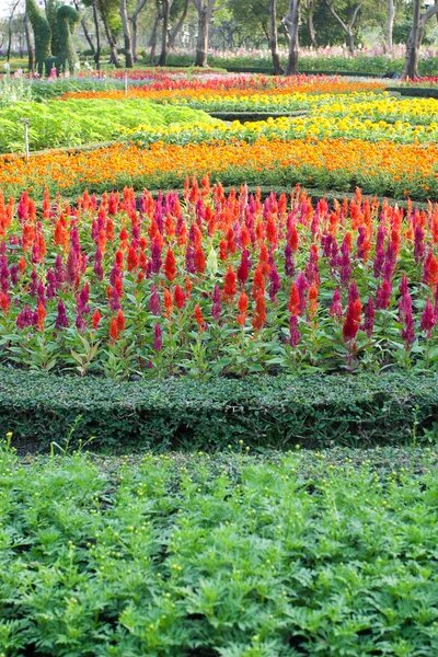 열 대 정원에서 꽃 — 스톡 사진