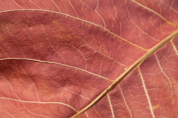 Abstract autumn leaf background — Stock Photo, Image