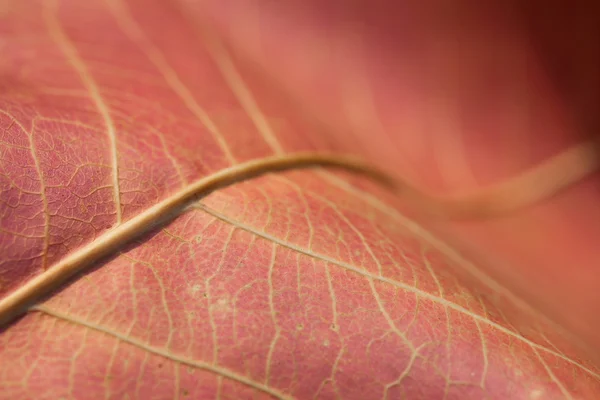 stock image Abstract autumn leaf background